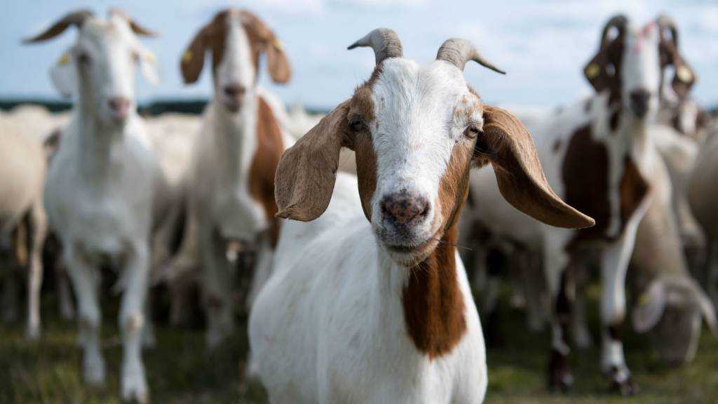 Чешские козы - описание породы, содержание и уход за породой