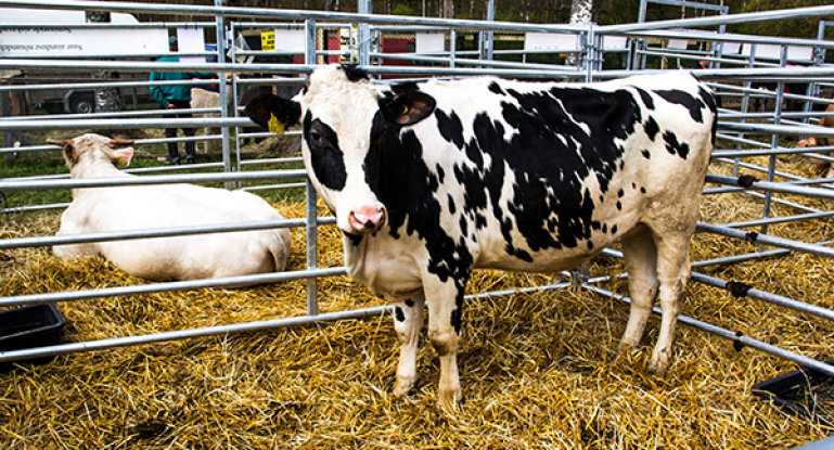 Голштинская корова: идеал для российской домашней фермы