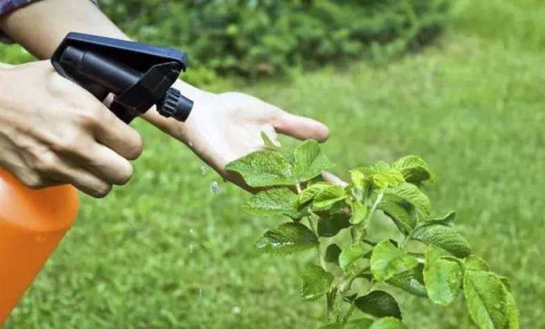 Фунгицид «брунька»: как правильно применять препарат в саду