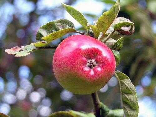 Карликовая яблоня: посадка и уход, обрезка, описание сортов для подмосковья, фото