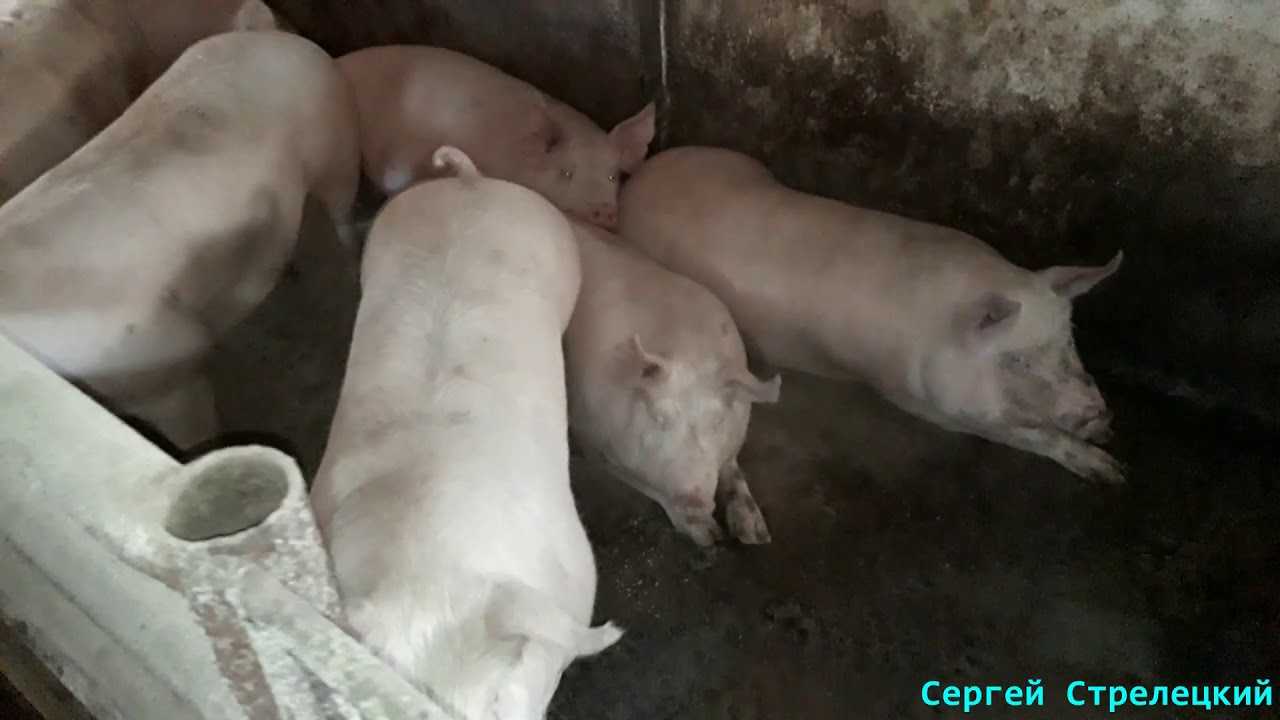 Биодобавки и стимуляторы роста для свиней: польза или неоспоримый вред