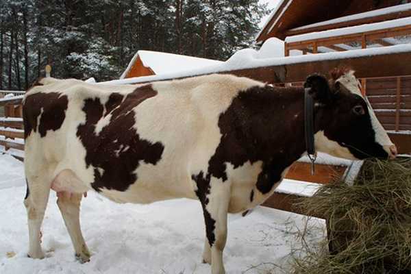 Сколько сена съедает корова, бык и теленок за день, сутки, зиму, год