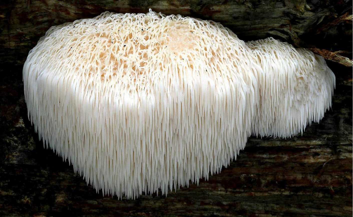 Достаточно ли вы знаете о грибе ежевике гребенчатом?