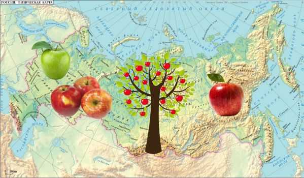 Пересадка яблони: сроки, правила и особенности ухода