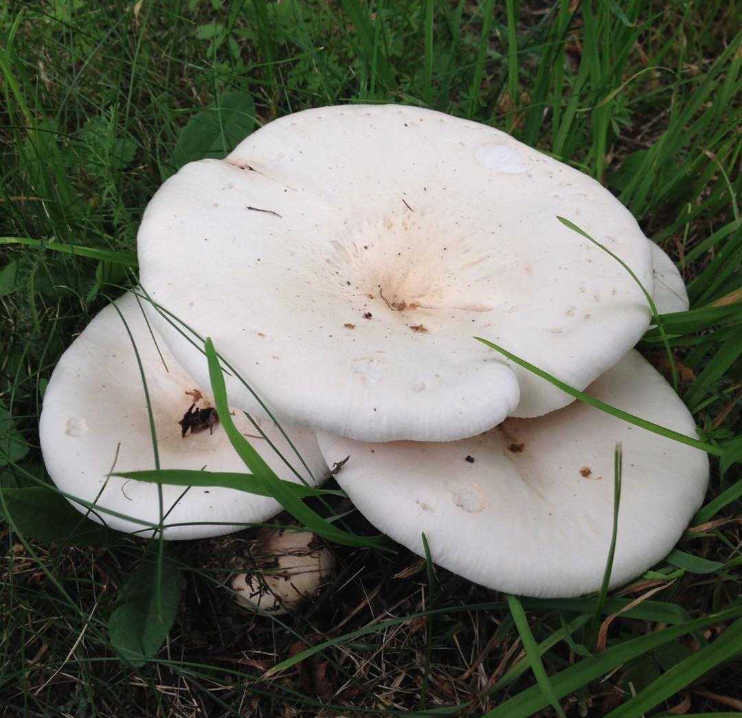 Белосвинуха трёхцветная: особенности вида, внешняя характеристика, пищевая ценность. Регионы, где встречается гриб, условия для роста, период плодоношения.