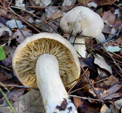 Энтолома весенняя – непривлекательный ядовитый гриб