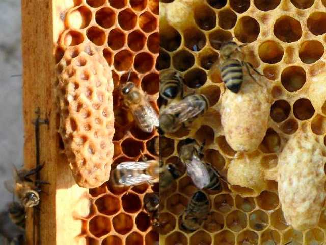 Как прекратить роение пчел: противороевые методы в пчеловодстве