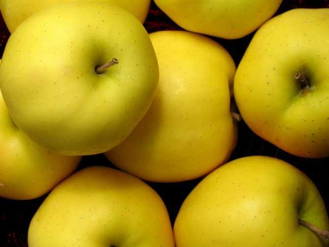 Свежие яблоки круглый год, или как хранить плоды в погребе на зиму