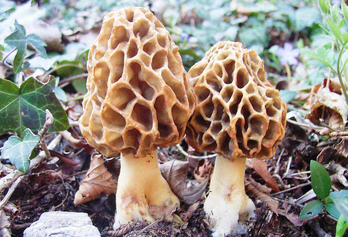 Сморчок вонючий: места произрастания гриба, подробное описание. Применение разновидности в качестве лекарственного средства. Предостережения к употреблению.