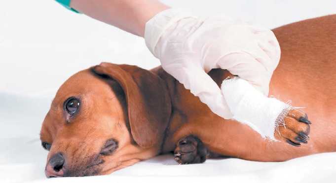 Укусила собака, что делать? осложнения травмы, бешенство, симптомы, лечение, последствия, первая помощь.  прививки после укуса собаки детям.