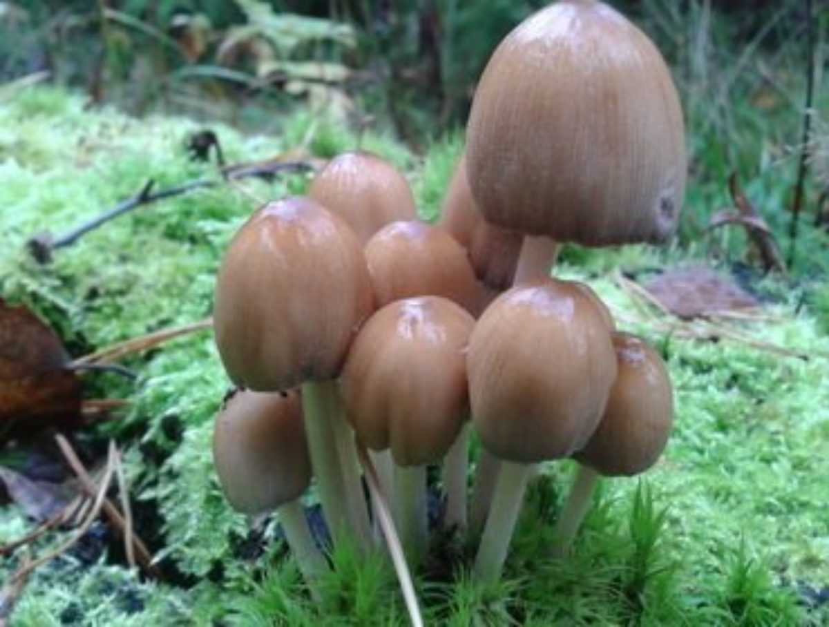 Кудония сомнительная: фотографии и описание. Как выглядит гриб, где произрастает, в каких местах встречается, съедобен или несъедобен.