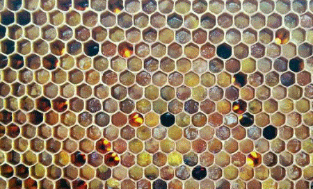 Перга пчелиная — лечебные свойства, как принимать и хранить