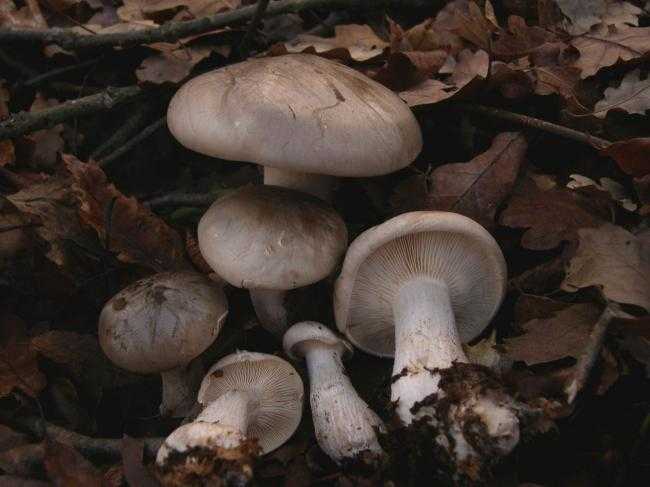 Говорушка подогнутая: где растет, подробное описание и фото. Можно ли есть гриб, его вкусовые качества, польза и вред для организма.