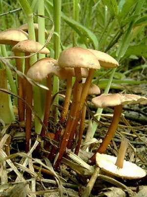 Головач гигантский: описание гриба и особенности применения в кулинарии и медицине