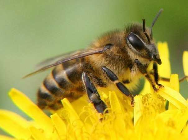 Породы пчел - описание самых продуктивных и популярных медоносных пород (100 фото)