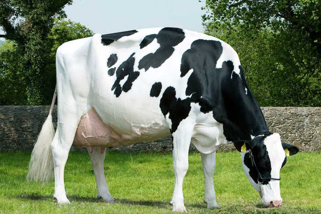 Голштинская корова: особенности разведения и ухода