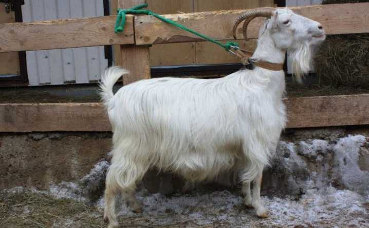 Тоггенбургская порода коз описание + фото - скороспел