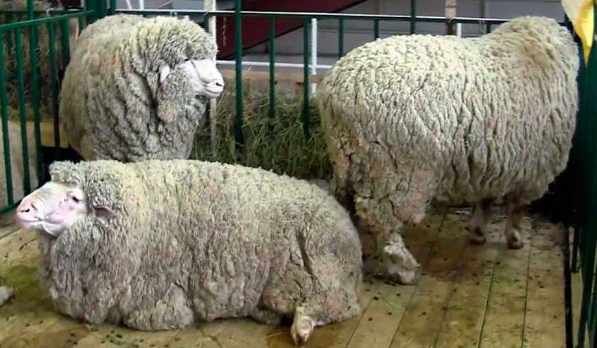 Все самое важное об овцах куйбышевской породы
