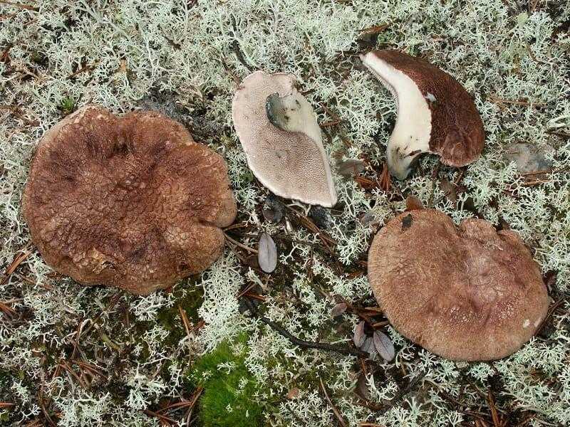 Королевские опята: съедобные или нет, фото, видео и описание вида, где растут осенние грибы