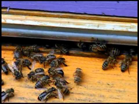 Воровство у пчел что делать нападение на улей как избавиться как предотвратить как бороться с воровками - скороспел