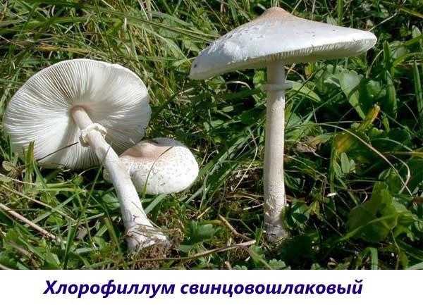 Съедобные грибы-зонтики: описание и фото, способы приготовления и отличие от ядовитых