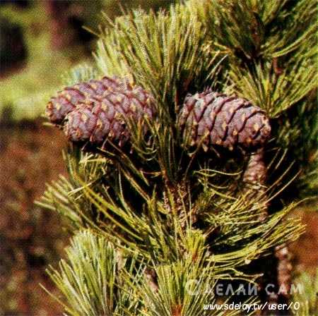 Кедровое дерево — описание, выращивание, виды кедра и его полезные свойства + 77 фото