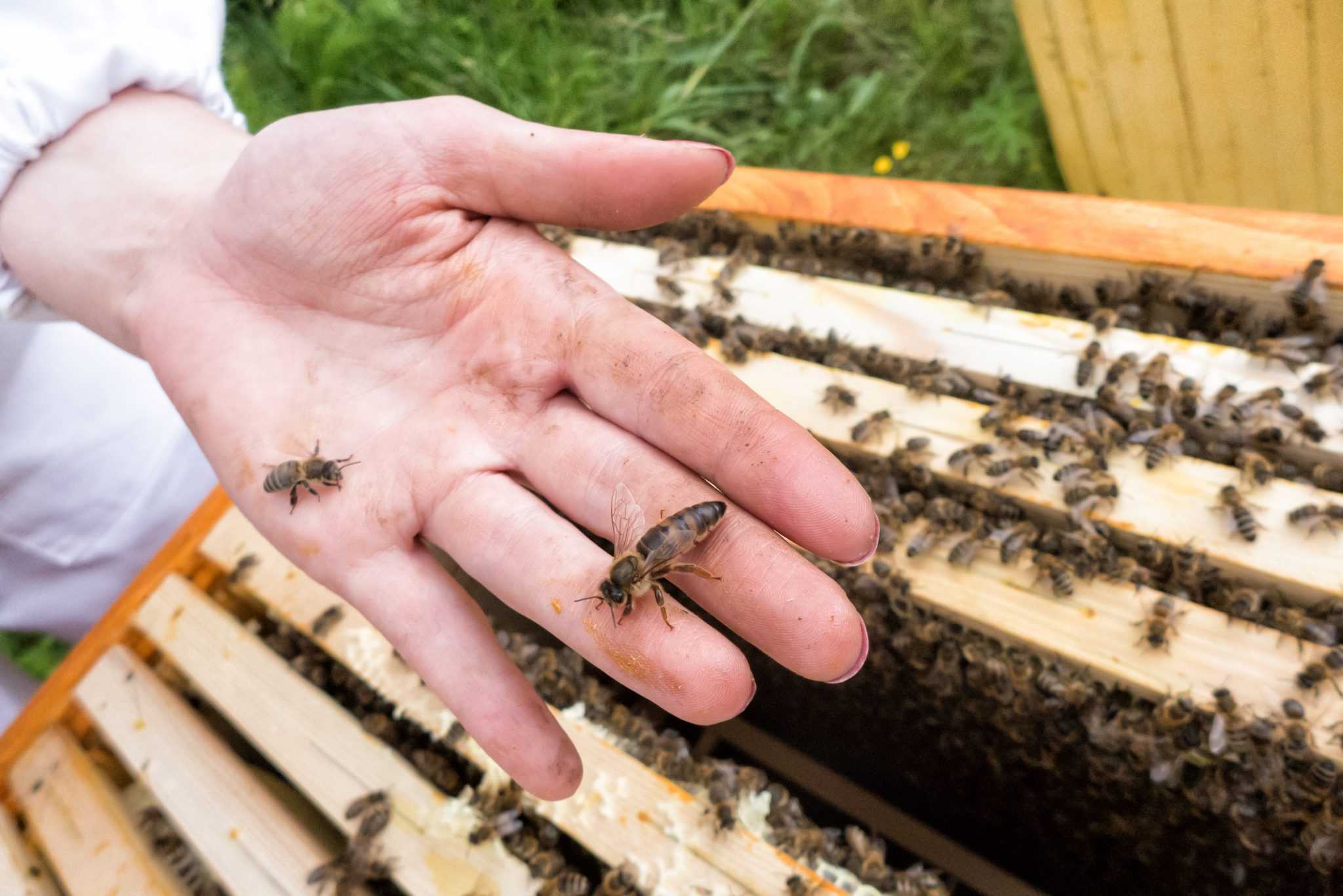 Как вывести матку пчёл с нуля и простейшими способами, календарь вывода свищевых и других маток – med-pochtoi.ru