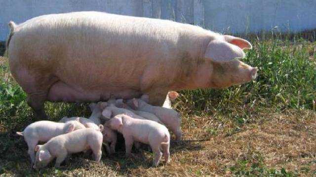 Характеристики и содержание свиней породы мангал