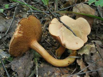 Куриный гриб – деликатесное оранжевое древесное чудо - грибы собираем