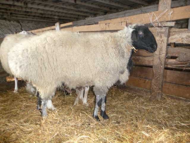 Эдильбаевская порода овец: характеристика, фото, видео