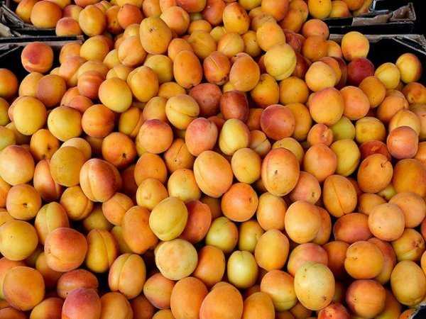 Преимущества и выращивание абрикоса сорта триумф северный