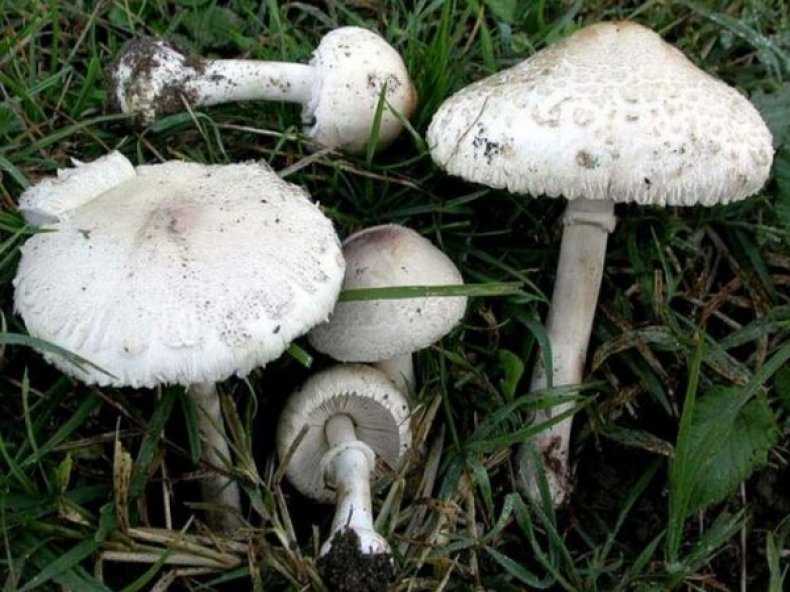 Зонтик моргана – гриб, содержащий токсичный белок