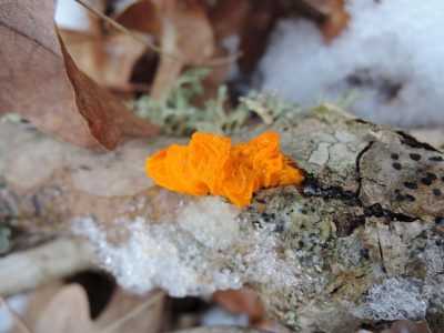 Дрожалка оранжевая (пленчатая): описание и распространение, фото