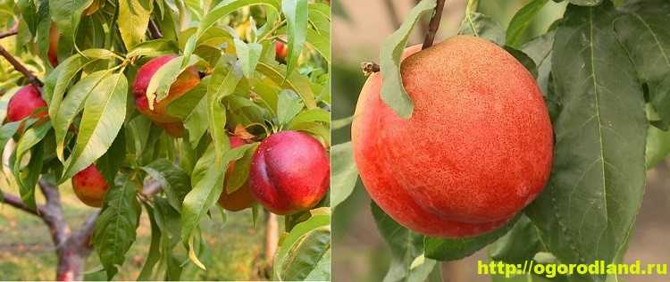 Сорта персиков ранние средние поздние с фото названием и описанием сроки созревания