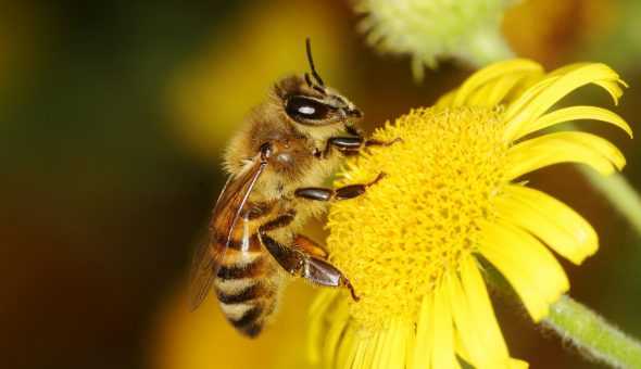 Чем отличается оса от пчелы и шмеля и как не перепутать этих насекомых