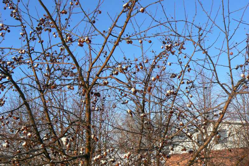 Как подготовить яблоню осенью к зиме на урале: советы по укрытию и подготовке