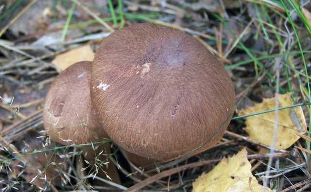Как отличить грибы рядовки съедобные от ядовитых? виды грибов рядовок: фото с названиями, описание