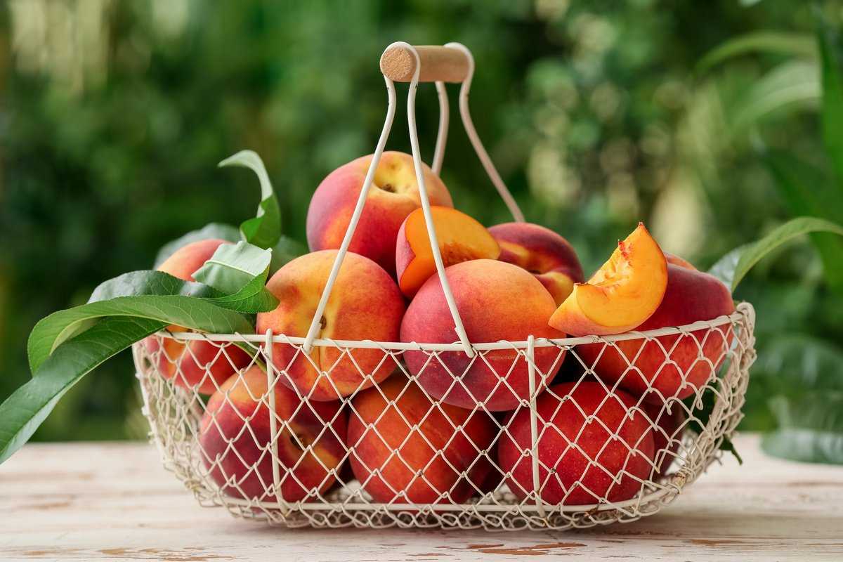 Виды персиков: описание сортов и характеристики 45 лучших, правила выращивания