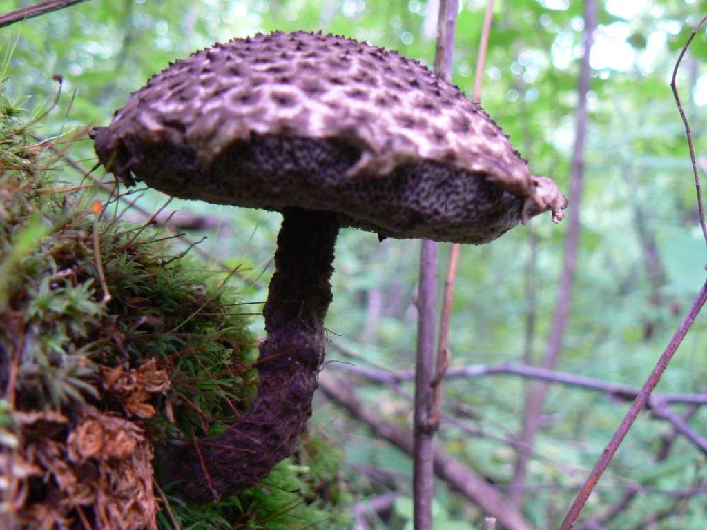 Шишкогриб хлопьеножковый: где растет гриб. фото