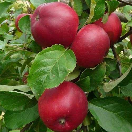 Характеристика яблони сорта «орловское полосатое», фото, районы выращивания. уход за «орловским полосатым», правильная обрезка
