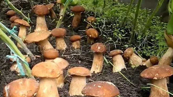 Грибы похожие на белый гриб: как отличить опасных и ядовитых двойников от истинного боровика? | рутвет - найдёт ответ!