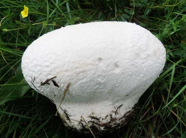 Дождевик луговой: описание и полезные свойства. Двойники гриба и их отличия. Распространенные рецепты приготовления продукта. Способы консервирования и заморозки на зиму.