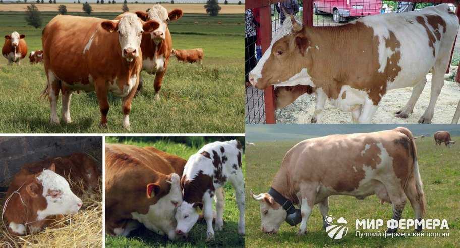Мясной скот - мясное скотоводство в россии и других странах