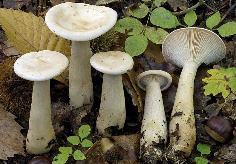 Съедобные и несъедобные грибы рядовки, применение в кулинарии и полезные свойства