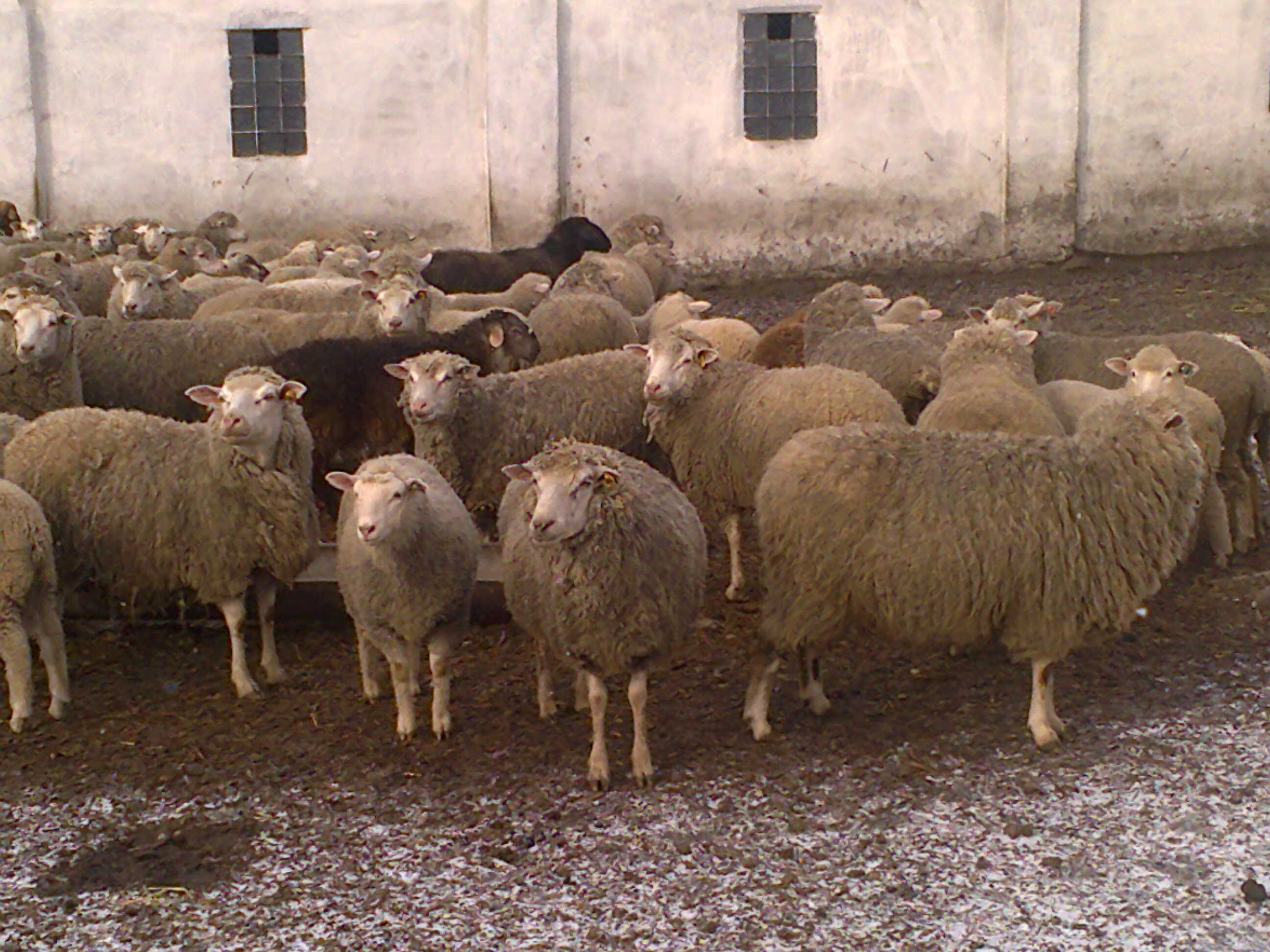 Романовская порода овец: описание, фото и отзывы
