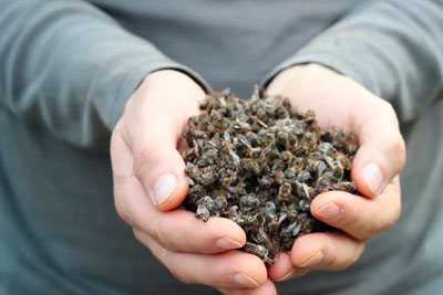 Нозематоз пчел: лечение пчел от поноса