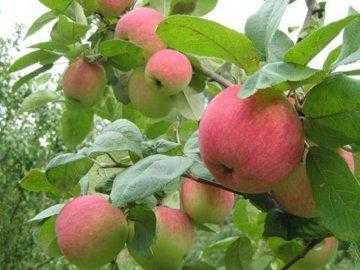 Яблоня услада — как ухаживать за деревом