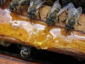 Двухматочное содержание пчел в многокорпусных ульях