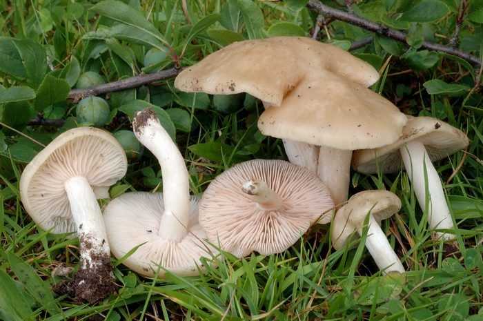 Энтолома садовая (entoloma clypeatum) –  грибы сибири