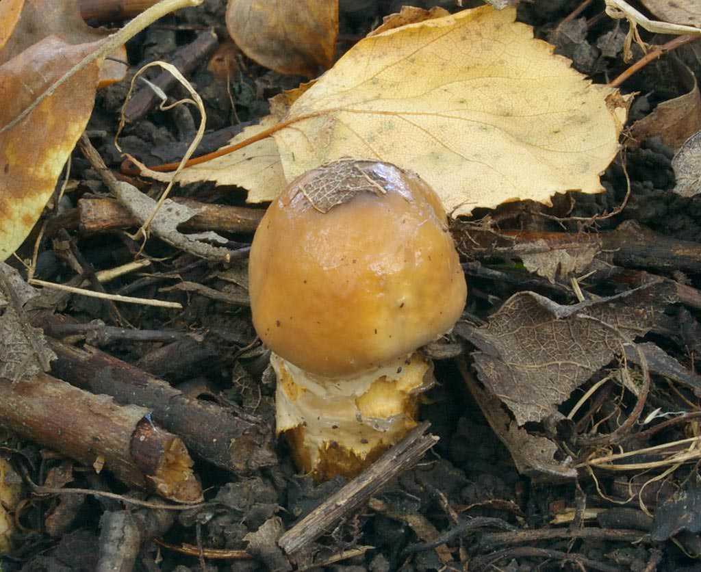Гриб толстушка или паутинник съедобный — необычный и малоизвестный лесной житель